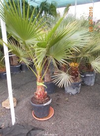 Washingtonia robusta_01